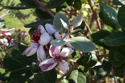 Feijoa,
feijoa
