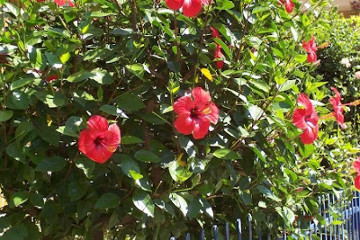 Chinese hibiscus Chinese hibiscus