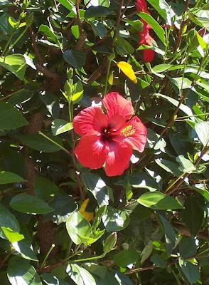 Chinese hibiscus Chinese hibiscus