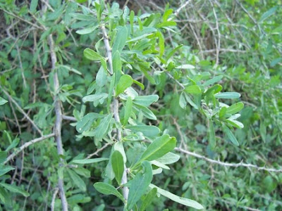 Boxthorn