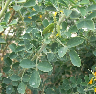 Alfalfa-gigante Alfalfa-gigante