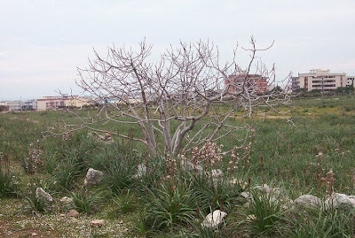 Wu hua guo
