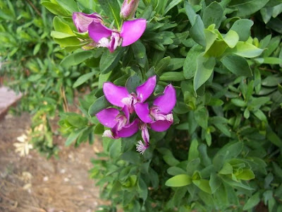 African Milkwort African Milkwort