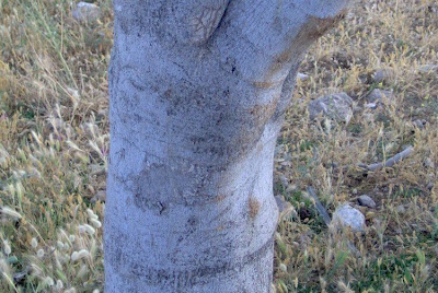 Wu hua guo