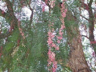Schinus molle L.