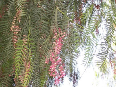 Aguaribai Aguaribai
