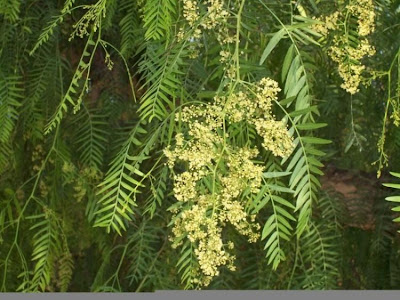 Aguaribai Aguaribai