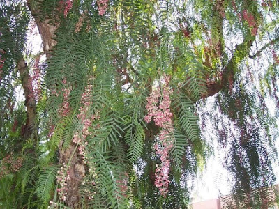 Aguaribai Aguaribai