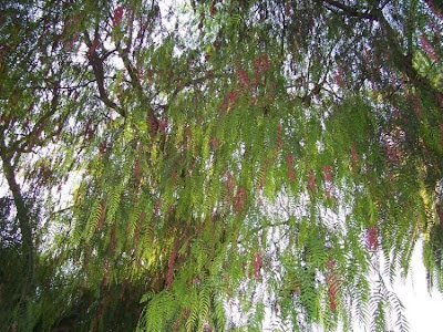Aguaribai Aguaribai
