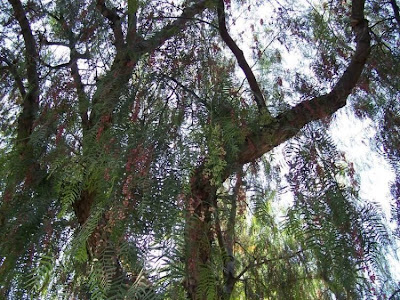 Aguaribai Aguaribai