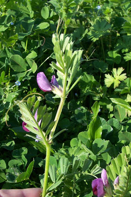 Saat-Wicke Saat-Wicke