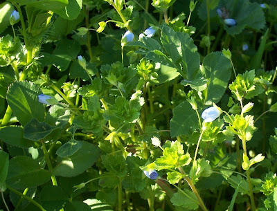 Veronica comune