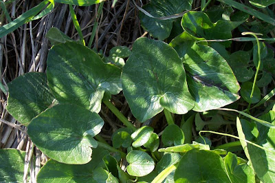 Ranunculus ficaria,
celedonia mayor,
erva-hemorroidal,
ficaire,
ficaire fausse renoncule,
fig buttercup,
lesser celandine,
pilewort,
Ranuncolo favagello,
Ranuncolo favagello maggiore,
renoncule ficaire,
Scharbockskraut