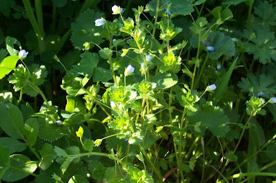 Birdeye speedwell Birdeye speedwell