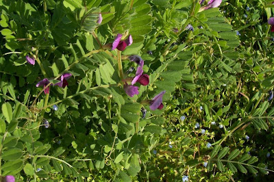 Saat-Wicke Saat-Wicke
