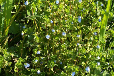 Birdeye speedwell Birdeye speedwell