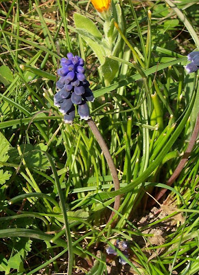 Grape-hyacinth