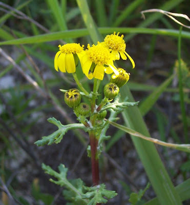 Coastal Ragwort Coastal Ragwort