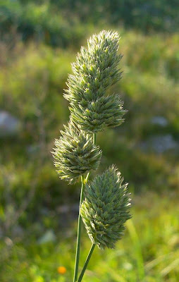 Dactylis glomerata subsp. hispanica