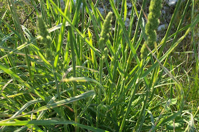 Dactylis glomerata subsp. hispanica