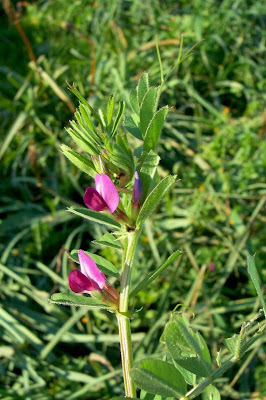 Saat-Wicke Saat-Wicke