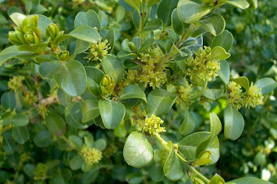 Buxus sempervirens,
Bosso comune,
Bossolo,
boxtree,
boxwood,
boxwood tree,
buxinho,
buxo,
Caucasian boxwood,
common box,
common boxwood,
English Boxwood,
European box,
French boxwood,
Persian boxwood,
Turkish boxwood Buxus sempervirens,
Bosso comune,
Bossolo,
boxtree,
boxwood,
boxwood tree,
buxinho,
buxo,
Caucasian boxwood,
common box,
common boxwood,
English Boxwood,
European box,
French boxwood,
Persian boxwood,
Turkish boxwood