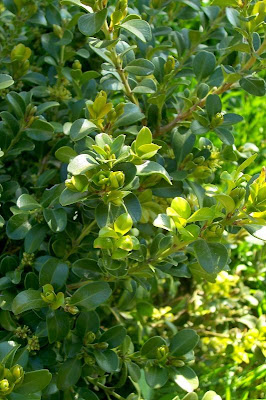 Buxus sempervirens,
Bosso comune,
Bossolo,
boxtree,
boxwood,
boxwood tree,
buxinho,
buxo,
Caucasian boxwood,
common box,
common boxwood,
English Boxwood,
European box,
French boxwood,
Persian boxwood,
Turkish boxwood Buxus sempervirens,
Bosso comune,
Bossolo,
boxtree,
boxwood,
boxwood tree,
buxinho,
buxo,
Caucasian boxwood,
common box,
common boxwood,
English Boxwood,
European box,
French boxwood,
Persian boxwood,
Turkish boxwood