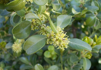 Buxus sempervirens,
Bosso comune,
Bossolo,
boxtree,
boxwood,
boxwood tree,
buxinho,
buxo,
Caucasian boxwood,
common box,
common boxwood,
English Boxwood,
European box,
French boxwood,
Persian boxwood,
Turkish boxwood Buxus sempervirens,
Bosso comune,
Bossolo,
boxtree,
boxwood,
boxwood tree,
buxinho,
buxo,
Caucasian boxwood,
common box,
common boxwood,
English Boxwood,
European box,
French boxwood,
Persian boxwood,
Turkish boxwood