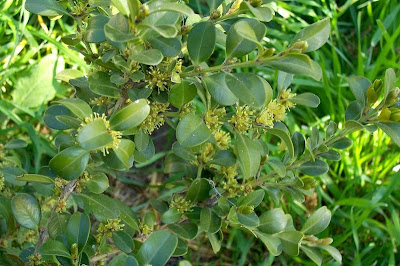 Buxus sempervirens,
Bosso comune,
Bossolo,
boxtree,
boxwood,
boxwood tree,
buxinho,
buxo,
Caucasian boxwood,
common box,
common boxwood,
English Boxwood,
European box,
French boxwood,
Persian boxwood,
Turkish boxwood Buxus sempervirens,
Bosso comune,
Bossolo,
boxtree,
boxwood,
boxwood tree,
buxinho,
buxo,
Caucasian boxwood,
common box,
common boxwood,
English Boxwood,
European box,
French boxwood,
Persian boxwood,
Turkish boxwood