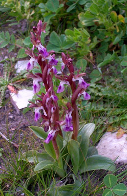 Sac orchid