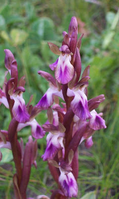 Sac orchid