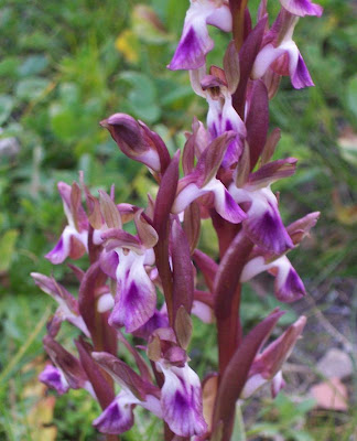 Sac orchid