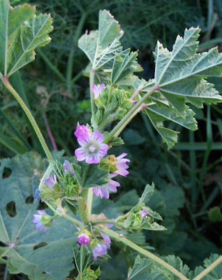 Bull mallow