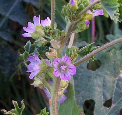 Bull mallow