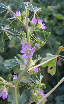 Bull mallow