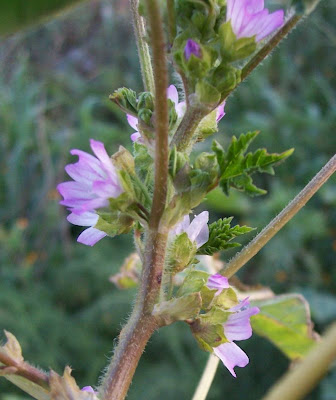 Bull mallow