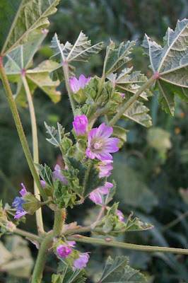 Bull mallow