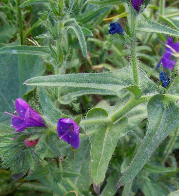 Echium plantagineum,
bloudissel,
blueweed,
Paterson's-curse,
pers-echium,
purple echium,
purple viper's-bugloss,
purple-bugloss,
Riverina bluebell,
Salvation Jane,
sonaja,
Viper's Bugloss,
viper's-bugloss,
Viperina piantagginea