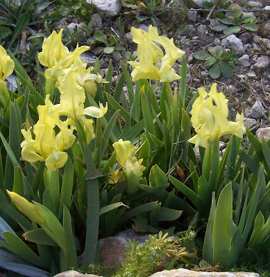 Giaggiolo siciliano
