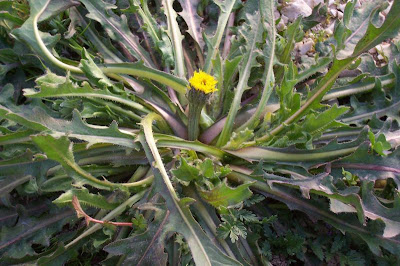 R�hrchenkraut