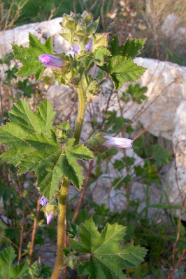 Cretan-hollyhock Cretan-hollyhock