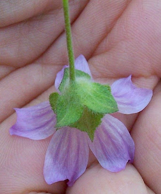 Cretan-hollyhock Cretan-hollyhock