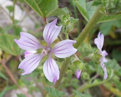 Cretan-hollyhock Cretan-hollyhock