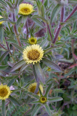Pallenis spinosa,
Asterisco spinoso,
spiny pallenis