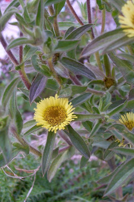 Pallenis spinosa,
Asterisco spinoso,
spiny pallenis