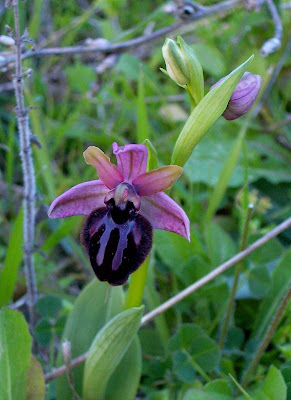 Siponto Ophrys Siponto Ophrys