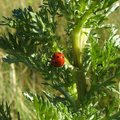 Coccinelle � sept points