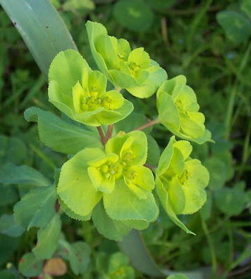 Euforbia calenzuola Euforbia calenzuola