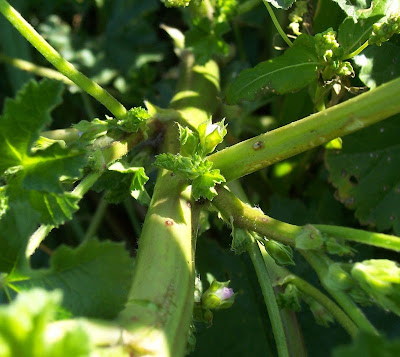 Cheeseweed mallow Cheeseweed mallow