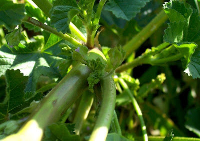 Cheeseweed mallow Cheeseweed mallow